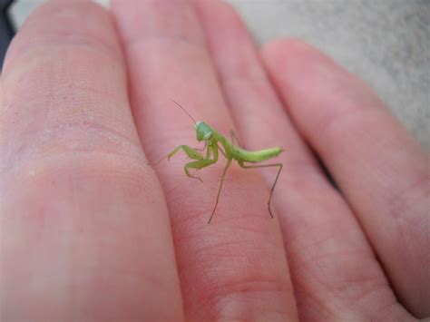 Mar 6, 2015 ... High-speed video has revealed that baby praying mantises exchange angular momentum between three rotating body parts to jump precisely to ...